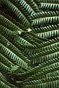 RWT 0012 001-21 Hawaii Ferns